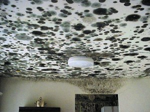 Water and Mold Damaged Ceiling